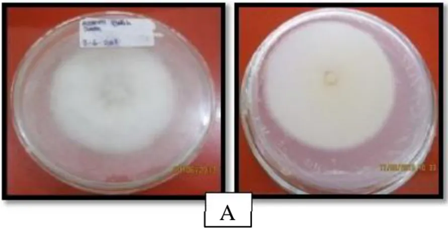 Tabel 2 dan Gambar 3A dapat dilihat bahwa miselium yang tumbuh pada  medium PDA berwarna putih kusam pada 7 hsi, arah pertumbuhan miselium  kesamping dan keatas, struktur miselium agak kasar