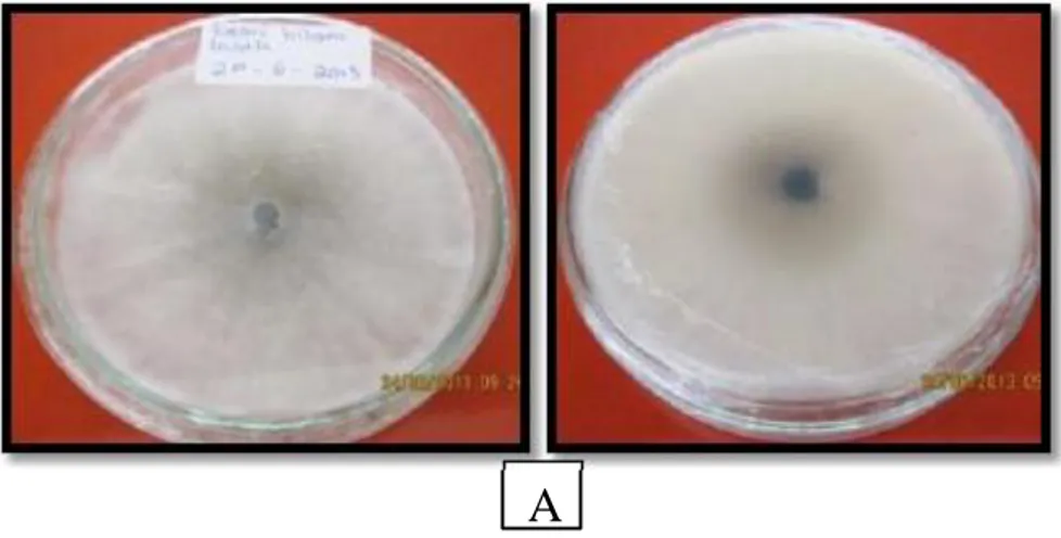Tabel 3. Karakteristik makroskopis dan mikroskopis jamur Colletotrichum sp. 7  hari setelah inkubasi (hsi) pada media PDA