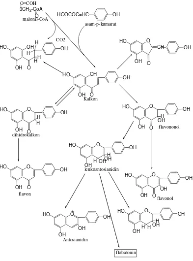 Gambar 2.1 Jalur Metabolisme Flavonoid (Robinson, 1995) 