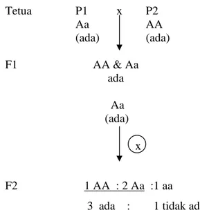 Gambar 3. Bagan Persilangan antara P1 (Ada) &amp; P2 (Ada) serta Selfing F1 untuk                     Karakter Lekukan di Pangkal Buah 