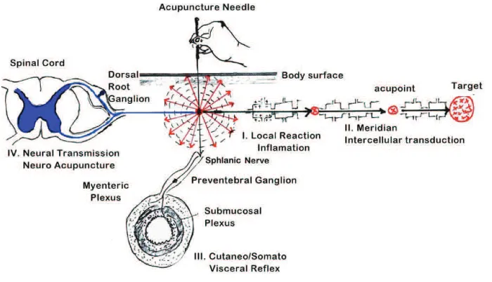Gambar 1 Dimensi akupunktur