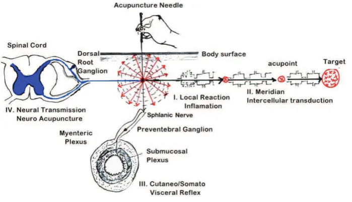 Gambar 1 Dimensi akupunktur