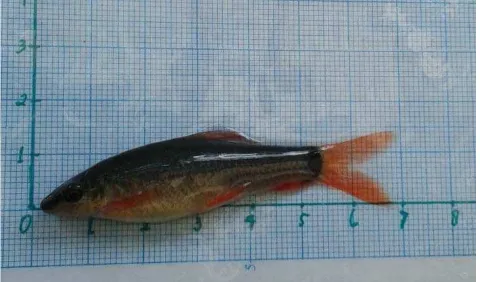 Gambar 2. Ikan Redfin (Epalzeorhynchos frenatum) 