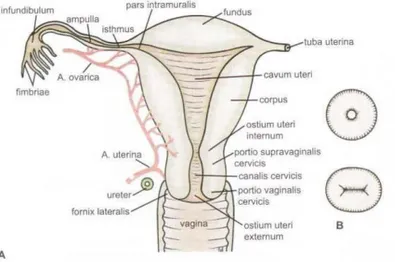Gambar 2.1: A. Bagian tuba uterina dan uterus. B. Ostium externum cervix; (atas) nullipara; 