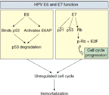 Gambar 2.5 Peran HPV E6 dan E7 (Haverkos, 2005). 