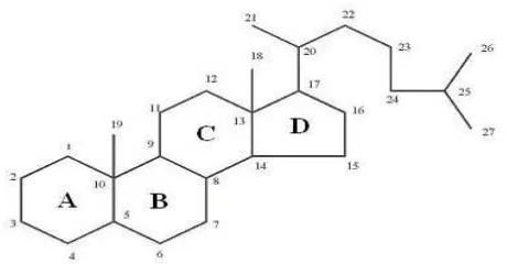 Gambar 2.2Struktur dasar steroid (Sumber : Robinson, 1995) 