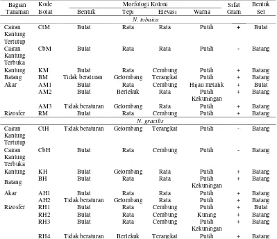 Tabel 1 Karakteristik Morfologi, Sifat Gram dan Bentuk Sel Bakteri Kitinolitik 