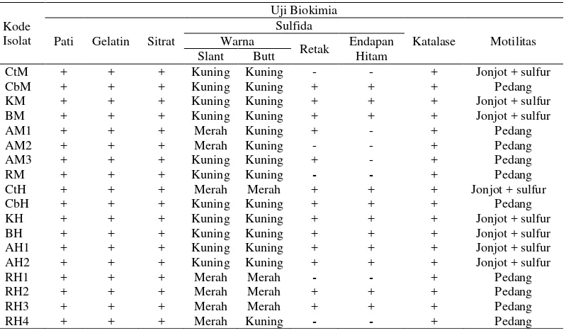 Tabel 2 Hasil Uji Biokimia Bakteri Kitinolitik 