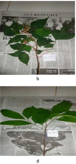Gambar 1: Species euphorbiaceae yang di temukan di hutan Mudiak Air Jorong  Tampang Nagari Tarung-Tarung Kecamatan Rao Kabupaten Pasaman