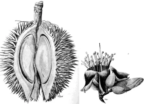 Gambar 2. Buah dan bunga Lai (Durio kutejensis) (Kostermans, 1958) 