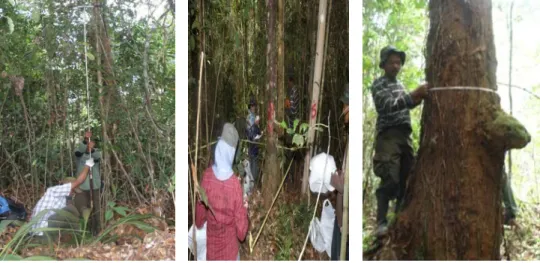 Gambar  13  (a)  Pengeboran  tanah  gambut,  (b)  pembuatan  subplot  2  x  2  m,  (c)  pengukuran diameter setinggi dada 