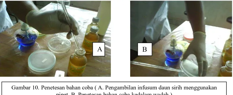 Gambar 10. Penetesan bahan coba ( A. Pengambilan infusum daun sirih menggunakan pipet