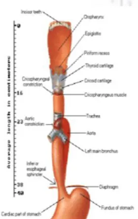 Gambar 1. Topografi dan penyempitan dari esofagus 
