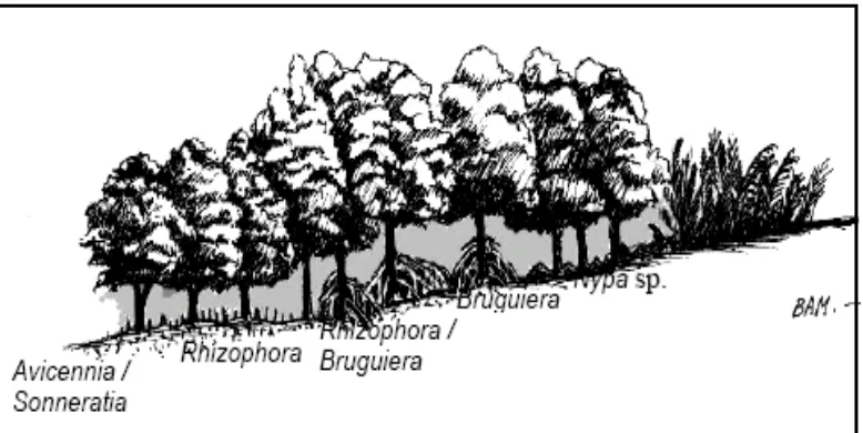 Gambar 2. Pola Zonasi Mangrove (Bengen, 2004). 