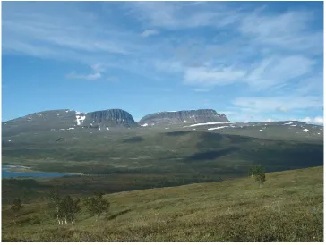 Fig. 3. View of the Dividalen study area (WIn), which is used as summer grazing grounds for reindeer and is characterized by old treelinetrees (mountain birch, Betula pubescens ssp
