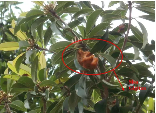 Gambar 41. Sisa gigitan kelelawar pada buah Achras zapota Sisa Gigitan 