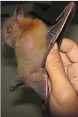 Gambar 30. Cynopterus horsfieldii  