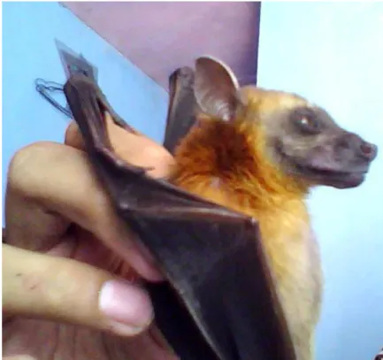 Gambar 31. Cynopterus sphinx  
