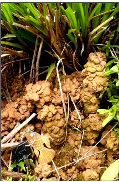 Fig. 1. Casts produced by Amynthas khami at the base of Panicum maximum plants. Newfecal aggregates are deposited one on top of the other [photo, P