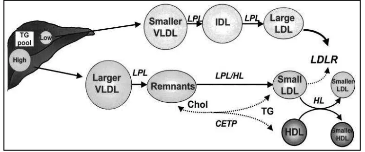 Gambar 2.3 Skema metabolisme lipoprotein pada dislipidemia 
