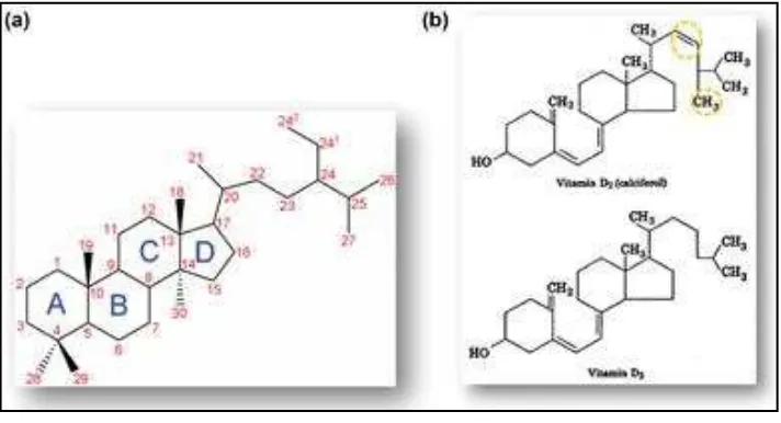 Gambar 2.1 Struktur kimia vitamin D (a) Struktur vitamin D2 dan D3 (b) 