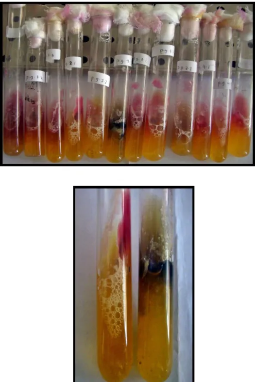 Gambar 8 dan 9. Hasil Fermentasi Karbohidrat dan H 2 S 