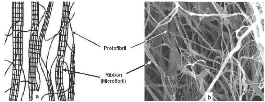 Gambar 2.4.    Struktur dari Selulosa Bakteri. (a) Model skematik dari mikrofibril  selulosa  dan  ribbon,  (b)  Struktur  jaringan  dari  selulosa  bakteri  dalam larutan air [32]