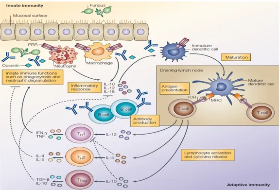 Gambar 1.  Peranan system imun terhadap jamur 6