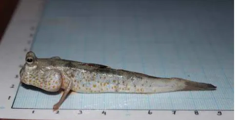 Gambar 2. Ikan Gelodok (Famili: Gobiidae), Periophthalmus sp. 