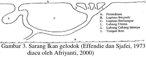 Gambar 3. Sarang Ikan gelodok (Effendie dan Sjafei, 1973  