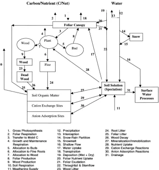 Figure 1. Structure of PnET-BGC illustrating the compartments and transfers of carbon and nutrients(C�ut) within the model.