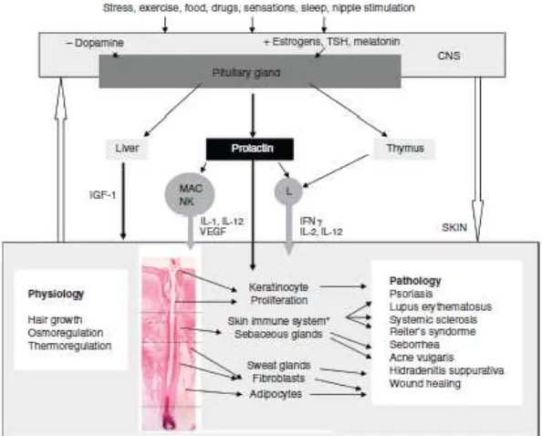 Gambar 2.1. Fungsi prolaktin dalam biologi dan patologi kulit* 