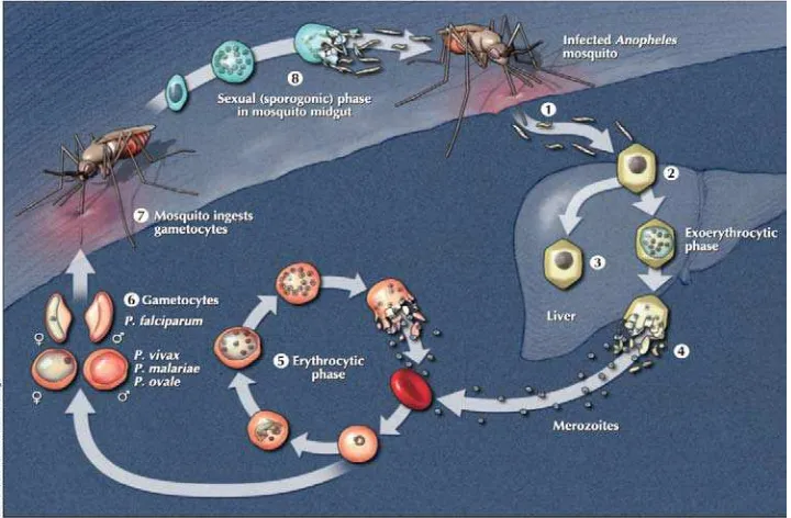 Gambar 2.1. Siklus hidup parasit malaria 2