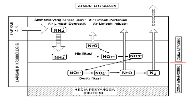 Gambar 2.5 Ilustrasi Mekanisme Proses Penguraian Amonia Di Dalam Biofilm  (Kementerian Kesehatan RI, 2011) 