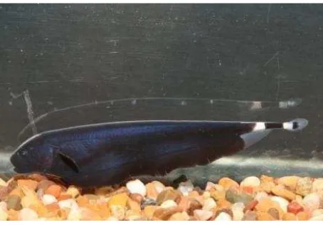 Gambar 2. Ikan Black Ghost (Apteronotus albifrons) (Sumber : web.unair.ac.id) 