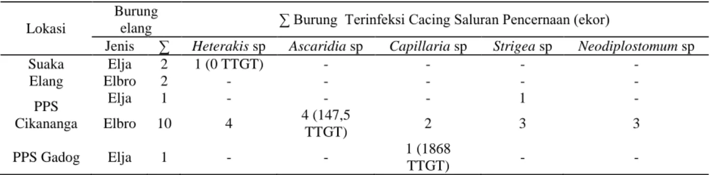 Tabel 2.  Jumlah Infeksi Cacing Saluran Pencernaan pada Elang Jawa dan Elang Brontok di Habitat Eks-Situ 