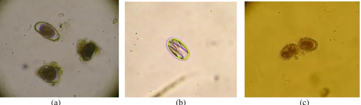 Gambar 2.  (a). Ascaridia sp (kondisi rusak), (b). Ascaridia sp (mengandung L2), (c) Heterakis sp 