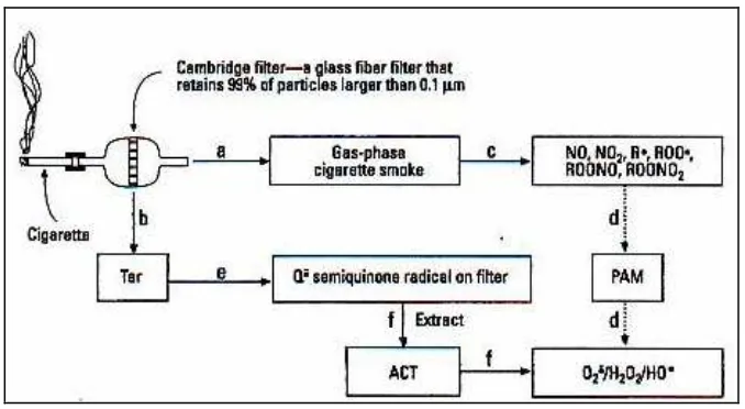 Gambar 13. Skema yang menunjukkan isolasi  asap sigaret fase gas dan tar serta bahan radikal 