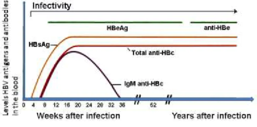 Gambar 5. Grafik petanda serologi pasien hepatitis B (Anonim, 2008) 