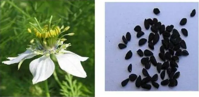 Gambar 2.2 menunjukkan bunga (kiri) dan biji jintan hitam (kanan)