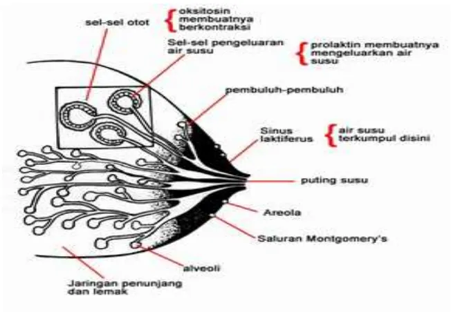 Gambar 1. Anatomi Payudara 
