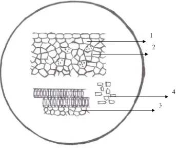 Gambar 2  : Mikroskopik serbuk simplisia kulit bawang merah perbesaran 10 x 10 