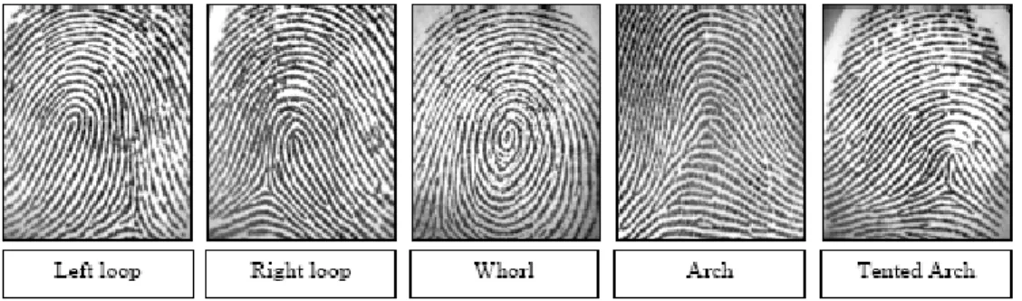 Gambar 1. Klasifikasi pola sidik jari [6] 