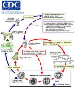 Gambar 2.2 Siklus Hidup Toxocara (CDC,2010) 