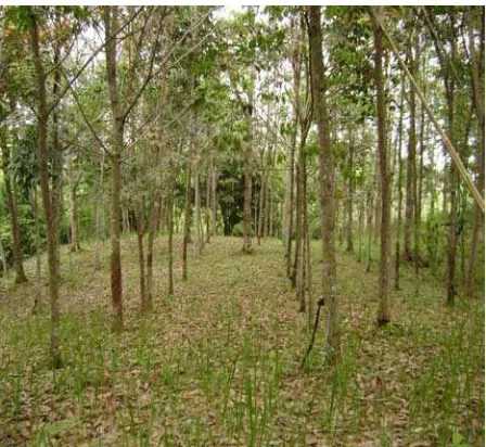 Gambar 1. Tegakan Karet (Hevea brasiliensis) di Desa Togur Kecamatan Dolok Silau Kabupaten Simalungun