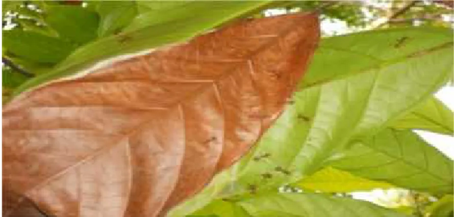 Gambar 2. Semut Rangrang sangat aktif mencari makan pada Kakao 2. Perilaku Pemindahan Larva