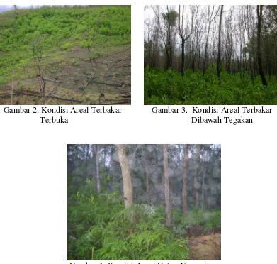 Gambar 4. Kondisi Areal Hutan Normal 