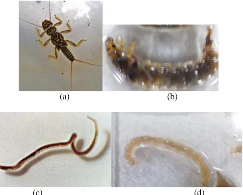 Gambar 5 Foto dari Makrozoobentos; (a) Perlidae; (b) Hydropsychidae.   (c) Chironomidae; (d) Oligochaeta 
