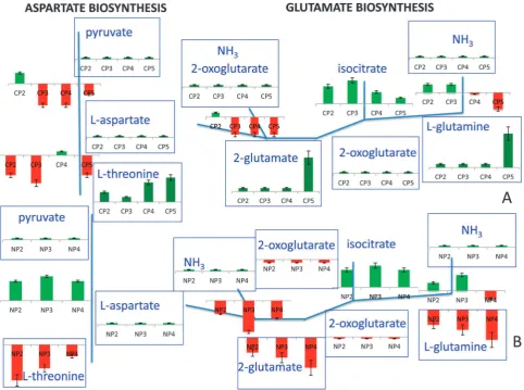 Fig. 10Dynamic response in aspartate and glutamate biosynthesis to carbon (A) and nitrogen (B) catabolite repression on representativebackbone pathway diagrams