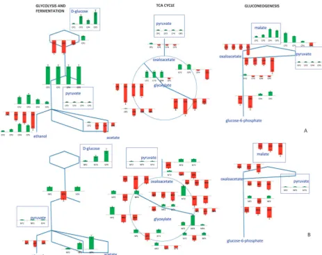 Fig. 4Dynamic responses in glycolysis, fermentation, the TCA cycle and gluconeogenesis to carbon (A) and nitrogen (B) catabolite repression onrepresentative backbone pathway diagrams